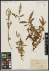 Foto von Salix alba L.